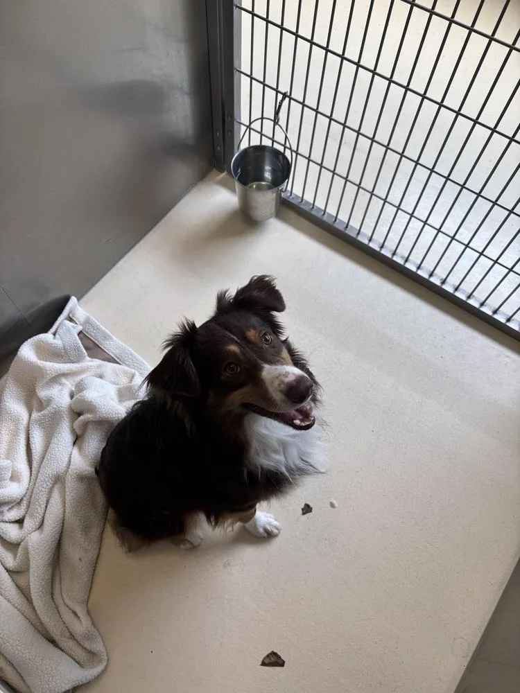 A young medium-sized male Tricolor (Brown, Black, & White) Australian Shepherd dog named Pluto for adoption in Kalamazoo, MI