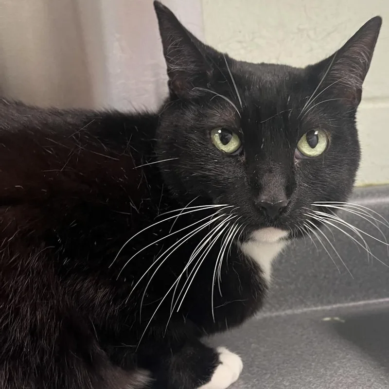 An adult large-sized female Black Domestic Short Hair cat named Junebug for adoption in Waukesha, WI