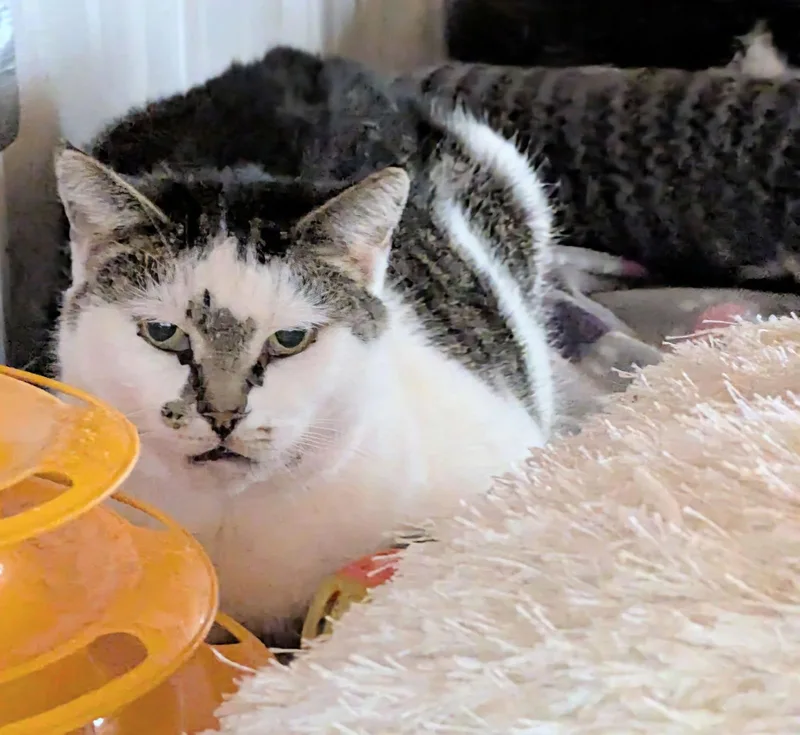 An adult medium-sized female Gray & White Domestic Short Hair cat named Pebbles for adoption in Apollo, PA