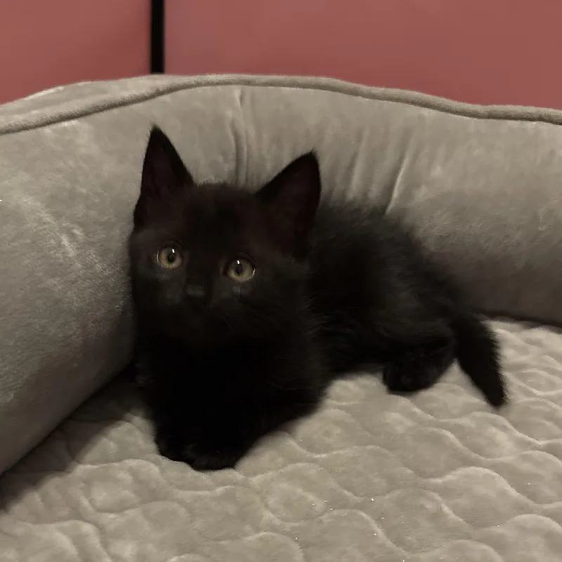 A baby small-sized female Black Domestic Short Hair cat named Tiny Dancer for adoption in LITTLE MOUNTAIN, SC