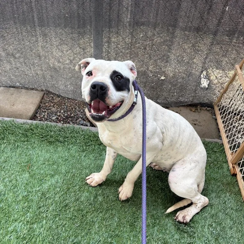 A young medium-sized female White / Cream Pit Bull Terrier dog named Phoebe for adoption in Turlock, CA