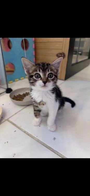 Mae thumbnail 2