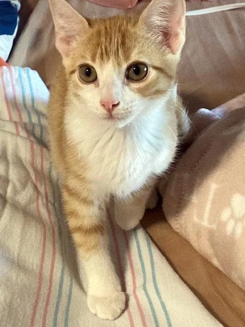 Apollo