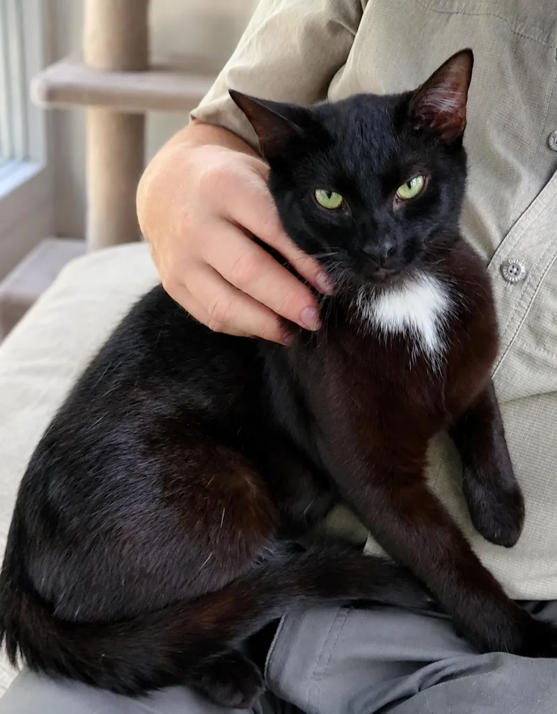 A young medium-sized male Black American Shorthair cat named Jet for adoption in Wadsworth, IL