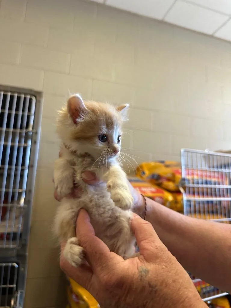 A baby small-sized female Domestic Short Hair cat named Nemo for adoption in Gallatin, TN