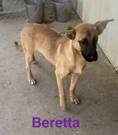 A baby medium-sized female Golden Mixed Breed dog named Beretta for adoption in Pomeroy, OH