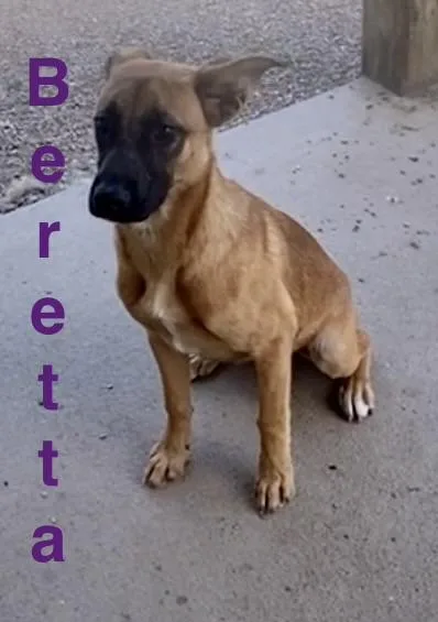 Beretta thumbnail 2
