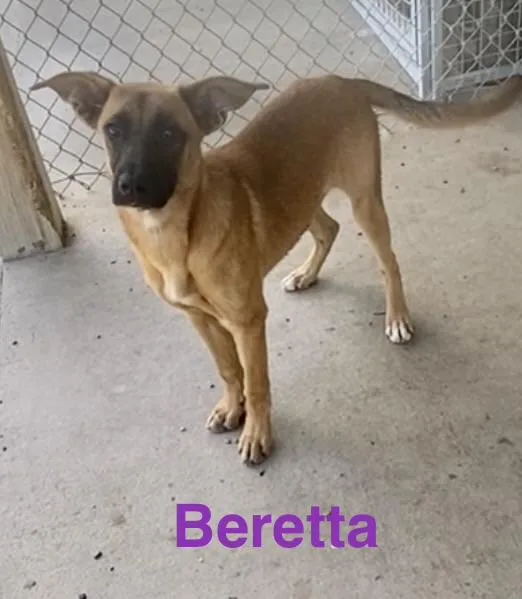 Beretta thumbnail 3