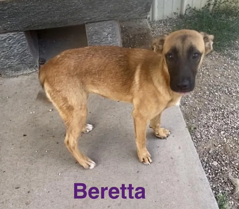 Beretta thumbnail 4