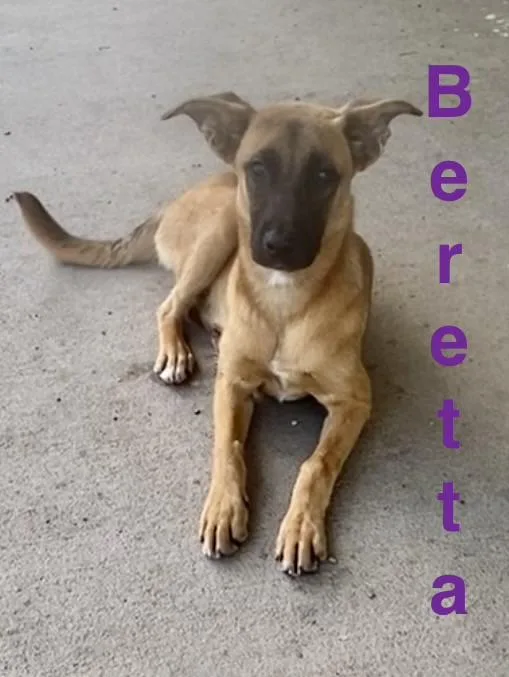Beretta thumbnail 5