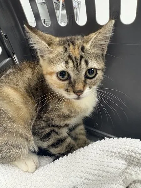 A baby small-sized female Domestic Short Hair cat named If Merida for adoption in Lawrenceville, GA
