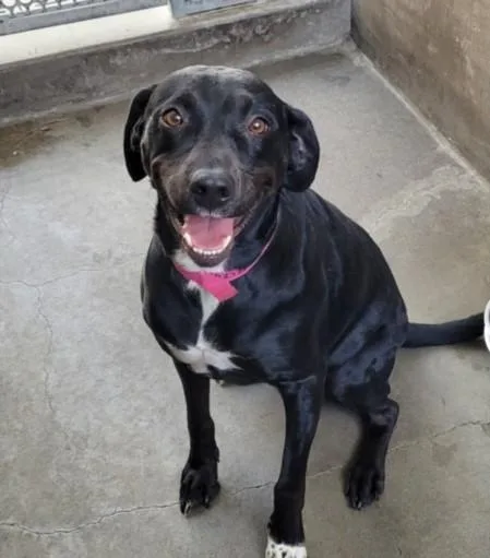 An adult medium-sized female Labrador Retriever dog named Devina for adoption in Van Nuys, CA