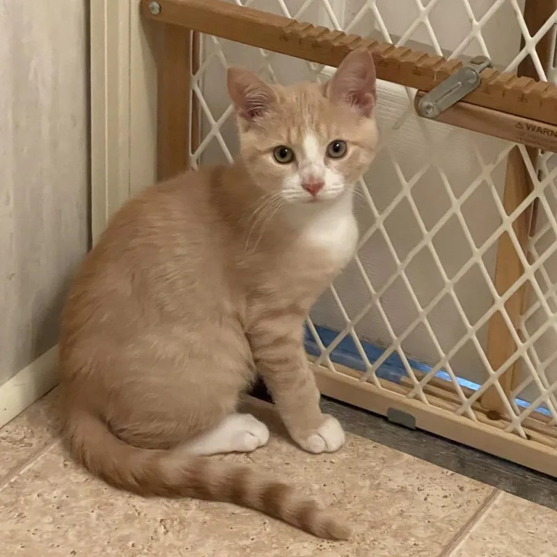 A baby small-sized male Orange / Red Domestic Short Hair cat named Jack for adoption in Monroe, MI