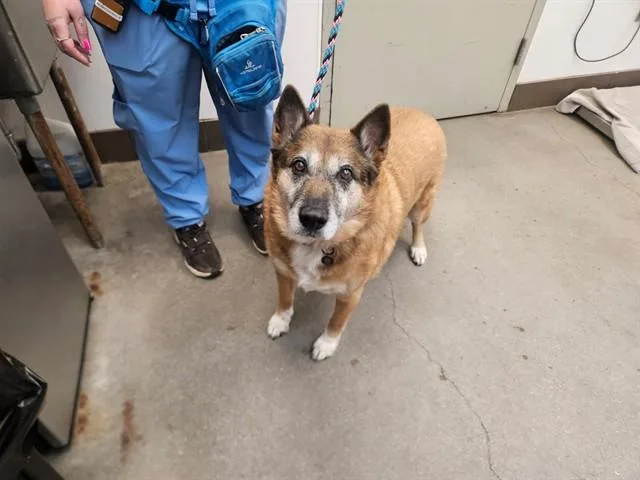 An adult large-sized male German Shepherd Dog dog named Oso for adoption in Tucson, AZ