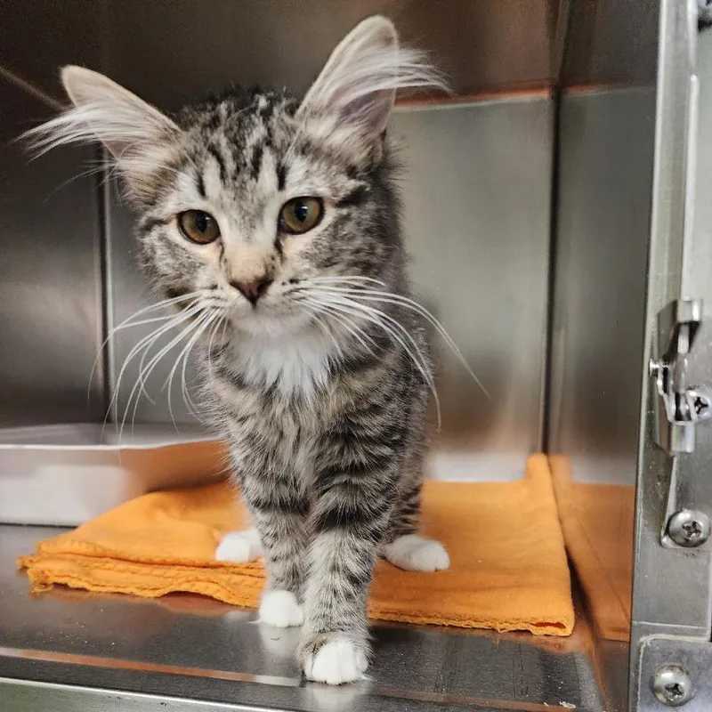 A baby small-sized female Brown / Chocolate Domestic Medium Hair cat named Ranger for adoption in Spokane, WA