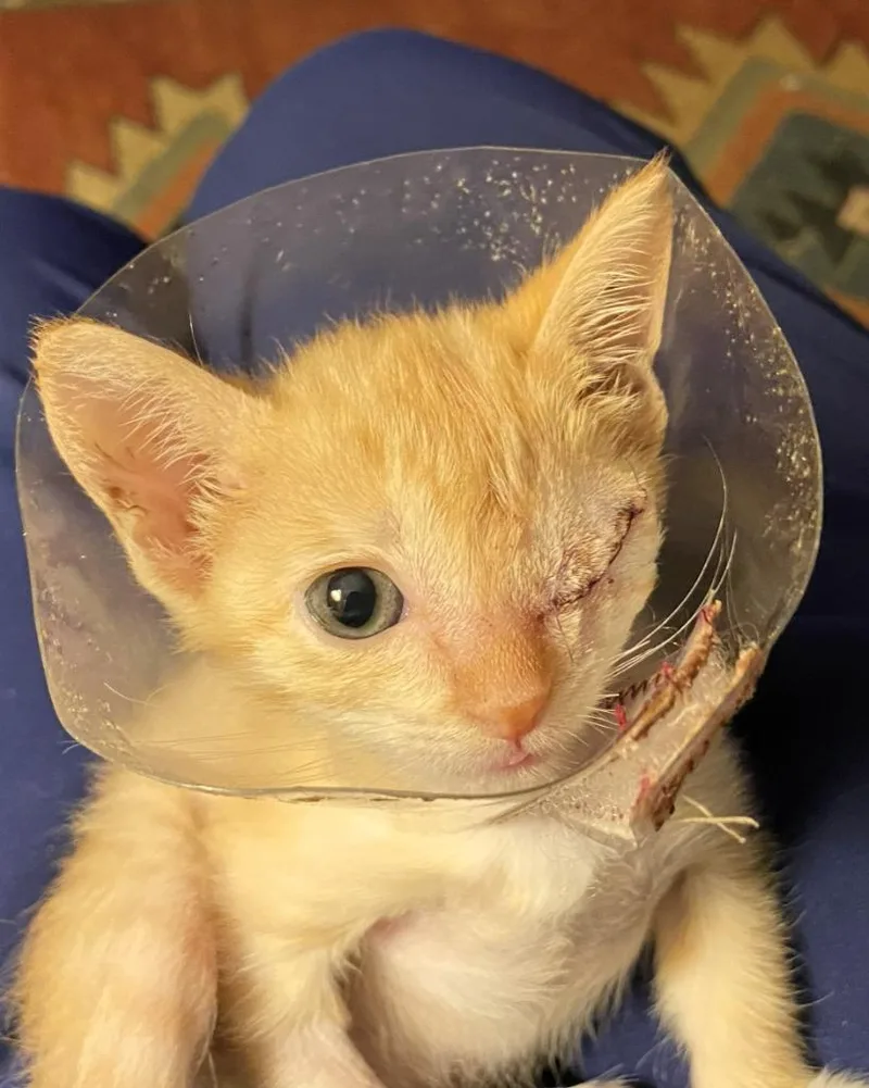A baby medium-sized female Domestic Short Hair cat named Tapatio for adoption in Peoria, AZ