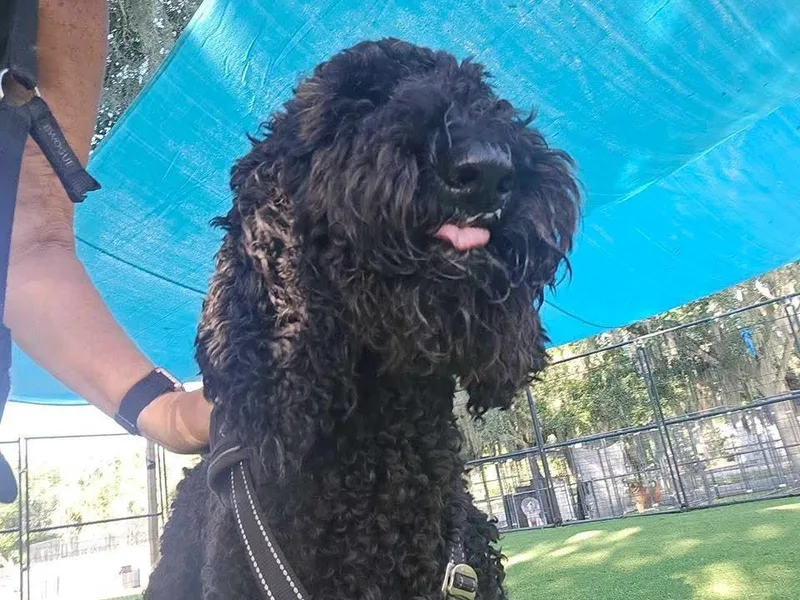 An adult medium-sized female Black Poodle dog named Nala for adoption in Lakeland, FL