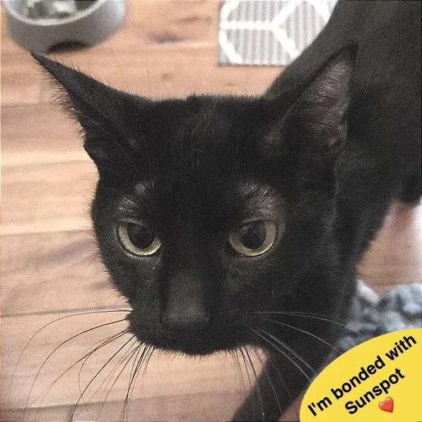 A young medium-sized female Black Domestic Short Hair cat named Midnight for adoption in Traverse City, MI