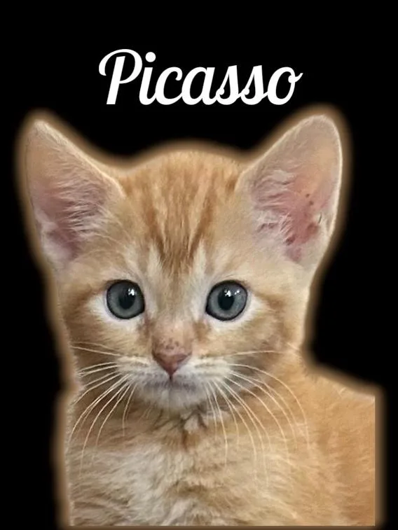 A baby small-sized male Tabby (Orange / Red) Domestic Short Hair cat named Picasso for adoption in Auburn, CA