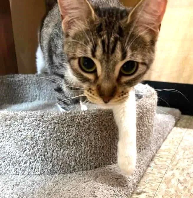 A young medium-sized female Tabby (Brown / Chocolate) Egyptian Mau cat named Rosita Bustillos for adoption in HEMET, CA