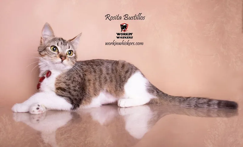 Rosita Bustillos thumbnail 4