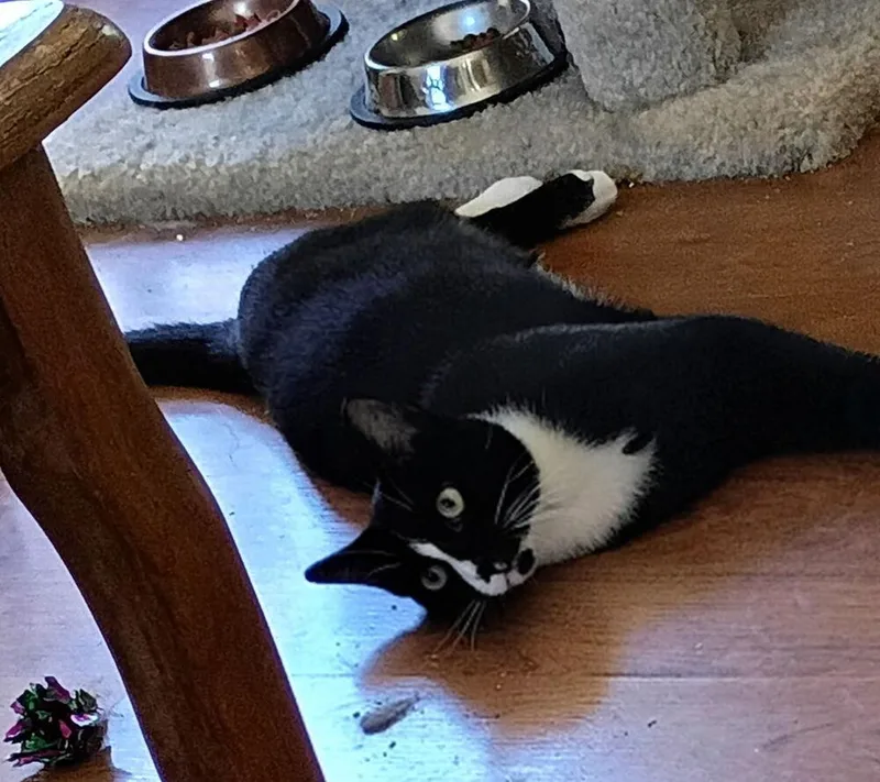 A baby medium-sized male Black & White / Tuxedo Domestic Short Hair cat named Dover for adoption in Salisbury, NC