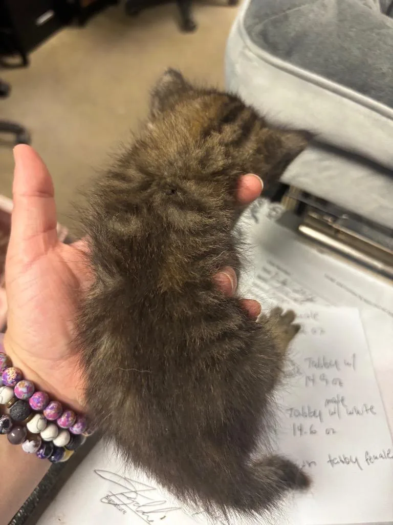 A baby medium-sized female American Shorthair cat named Thetis for adoption in Rockport, TX