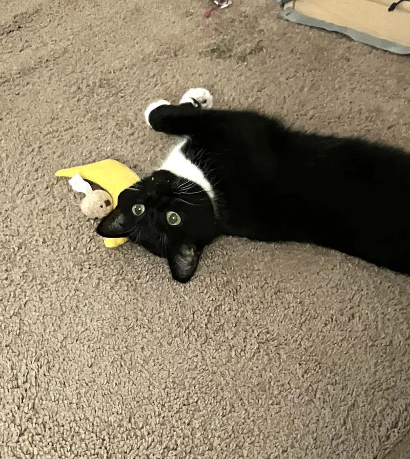 Miss Marvel thumbnail 3