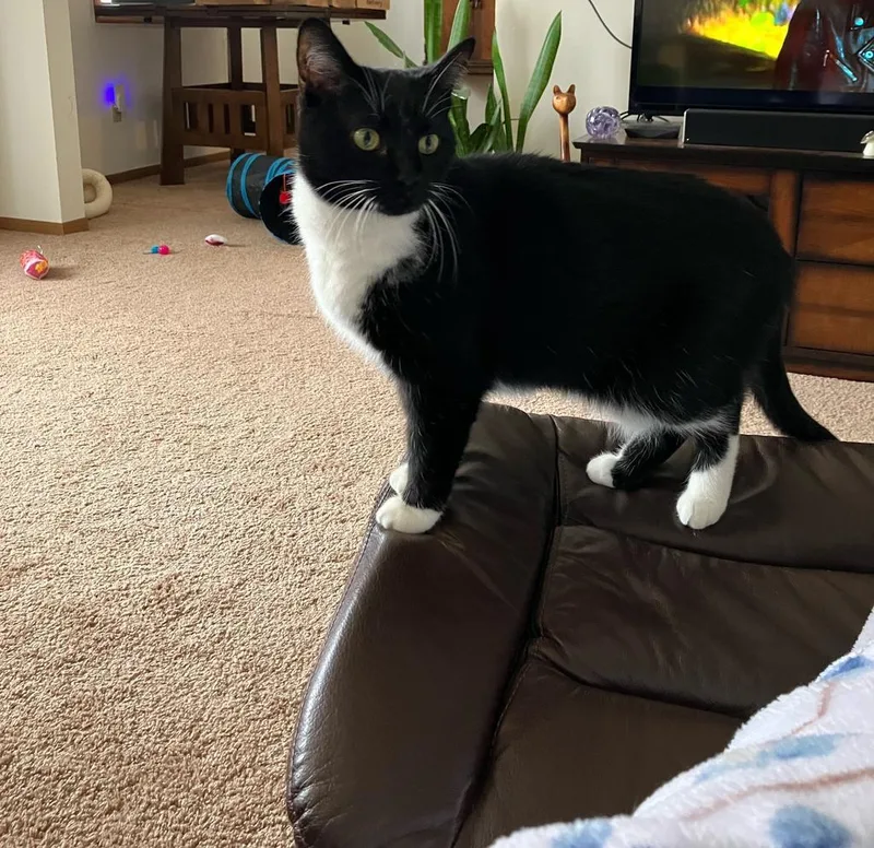 Miss Marvel thumbnail 5