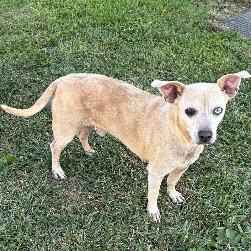 A senior small-sized male Yellow / Tan / Blond / Fawn Dachshund dog named Malloy for adoption in Norwood, OH