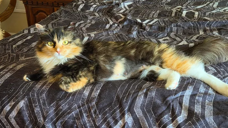 An adult medium-sized female Calico Domestic Long Hair cat named Anastasia for adoption in Columbia, SC