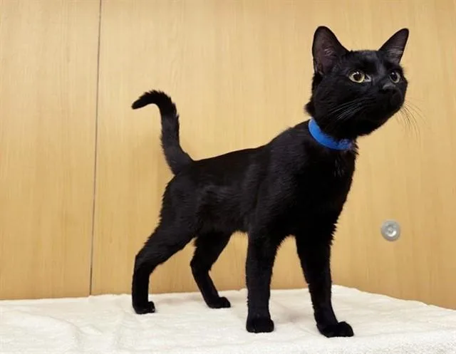 A young small-sized male Domestic Short Hair cat named Sweetness for adoption in Saint Louis, MO