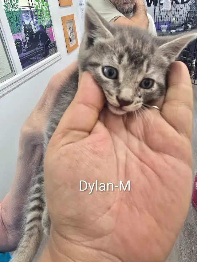 Dylan