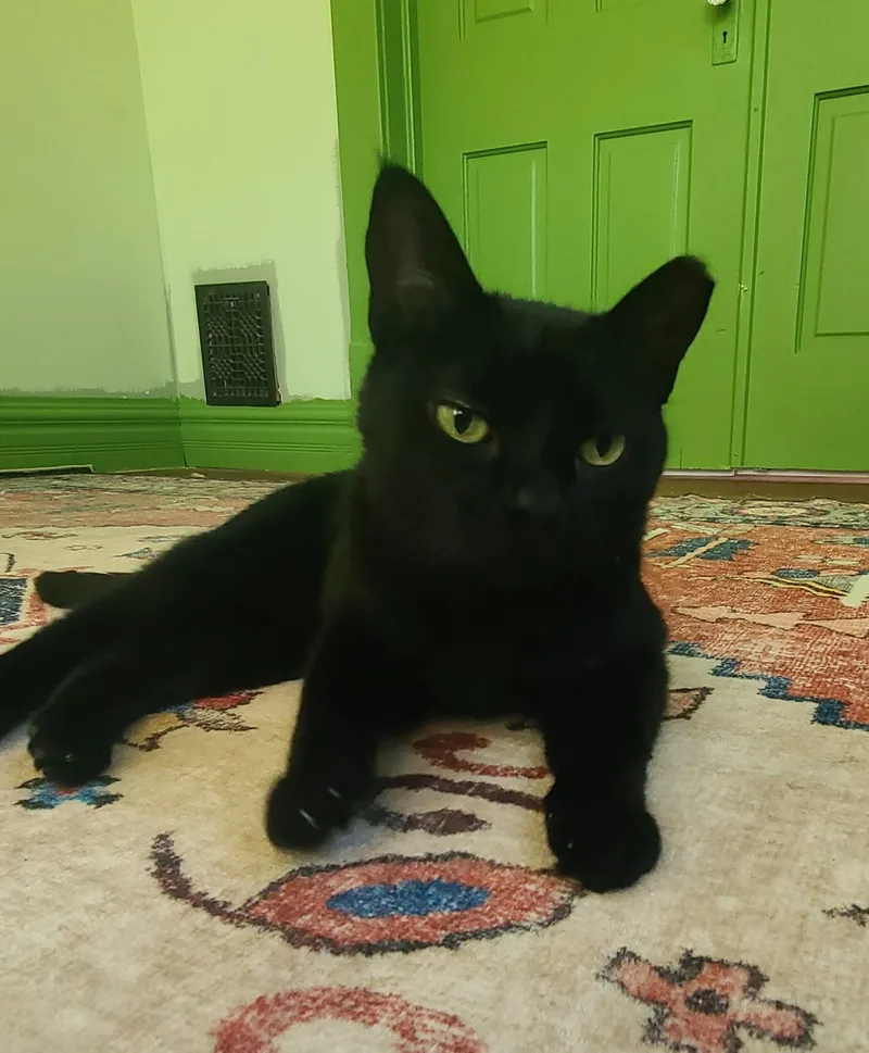 An adult medium-sized female Domestic Short Hair cat named Boo for adoption in West Lafayette, IN