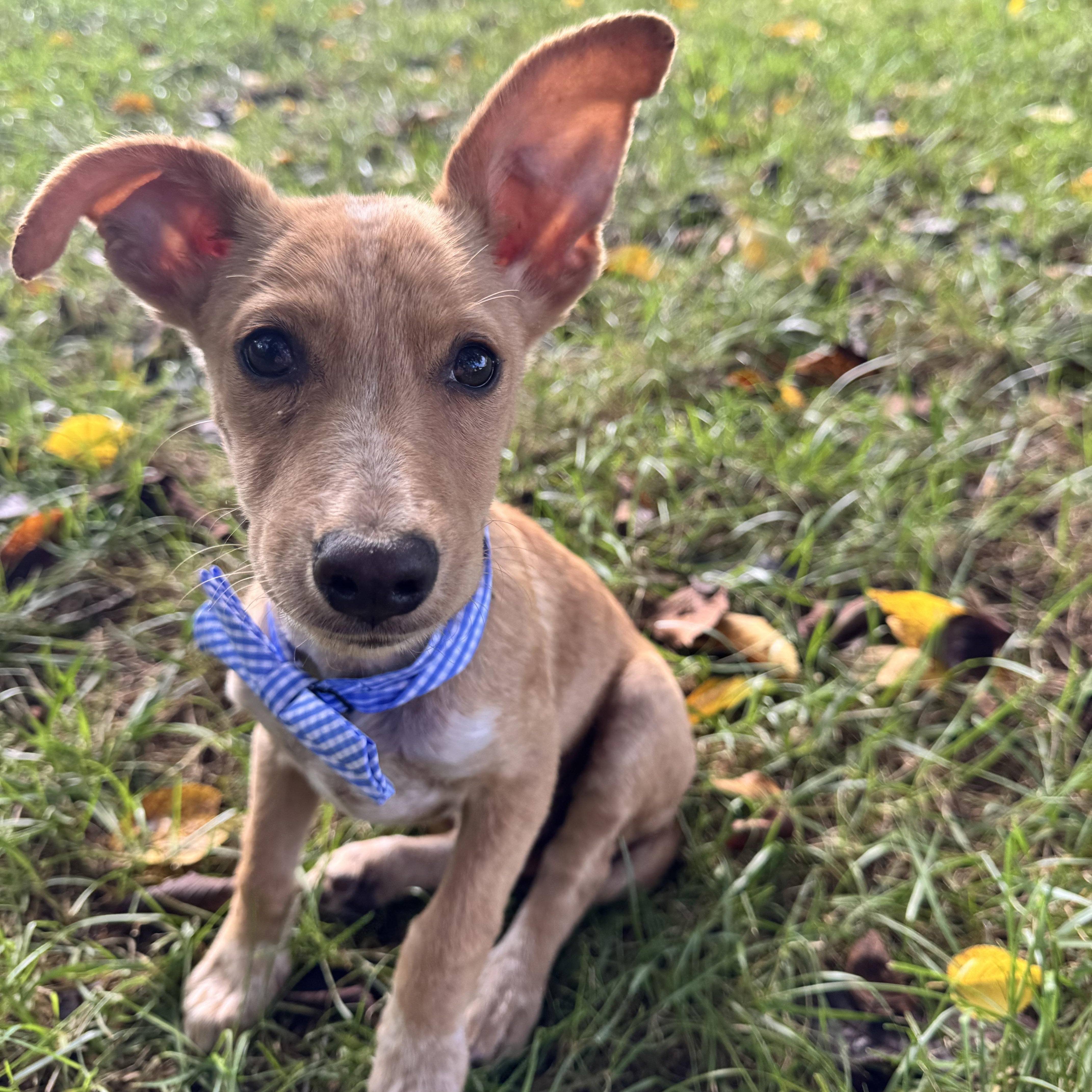 A baby medium-sized male Dachshund dog named Bandit for adoption in Gainesville, VA