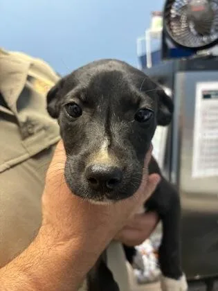 An adult medium-sized female Pit Bull Terrier dog named Opal $ for adoption in Seneca, SC