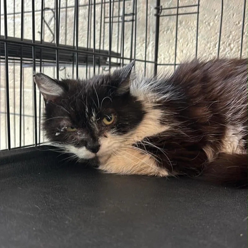 A senior medium-sized female Black Domestic Short Hair cat named Magpie for adoption in Huntington, WV