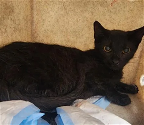 A baby medium-sized female Domestic Short Hair cat named Shyanne for adoption in Los Angeles, CA