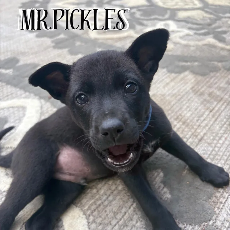 A baby medium-sized male Black Shepherd dog named Mr. Pickels for adoption in Ragland, AL