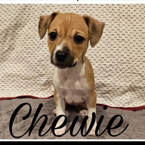 A baby small-sized female Yellow / Tan / Blond / Fawn Mixed Breed dog named Chewy for adoption in Rockville, MD