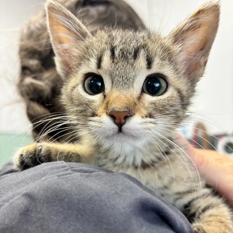 A baby small-sized female Brown / Chocolate Domestic Short Hair cat named Demona for adoption in Commerce City, CO