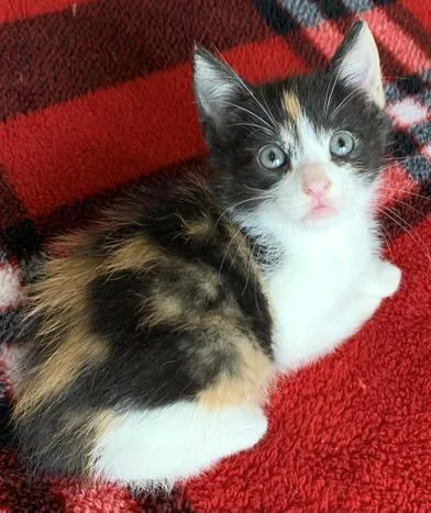 A baby small-sized female Calico Domestic Short Hair cat named Canyon Rain for adoption in Liverpool, TX