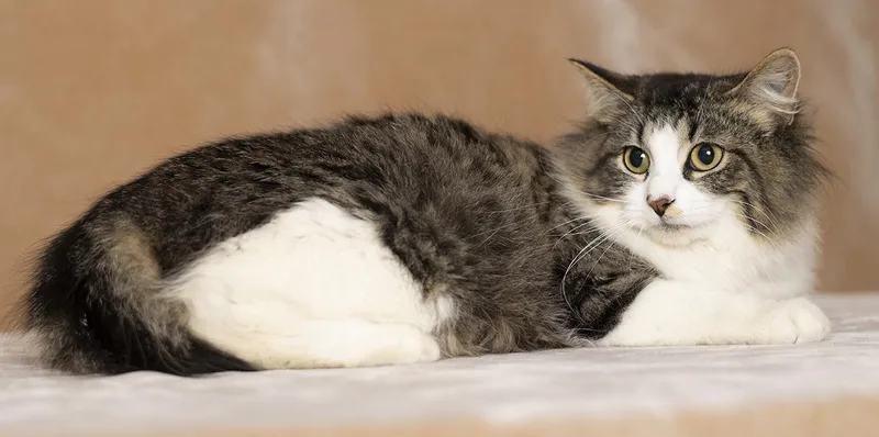 A young medium-sized female Tabby (Brown / Chocolate) Domestic Medium Hair cat named Dana for adoption in Chicago, IL