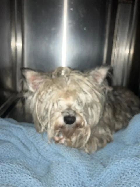 A senior small-sized female Mixed Breed dog named Roxy for adoption in Dallas, TX
