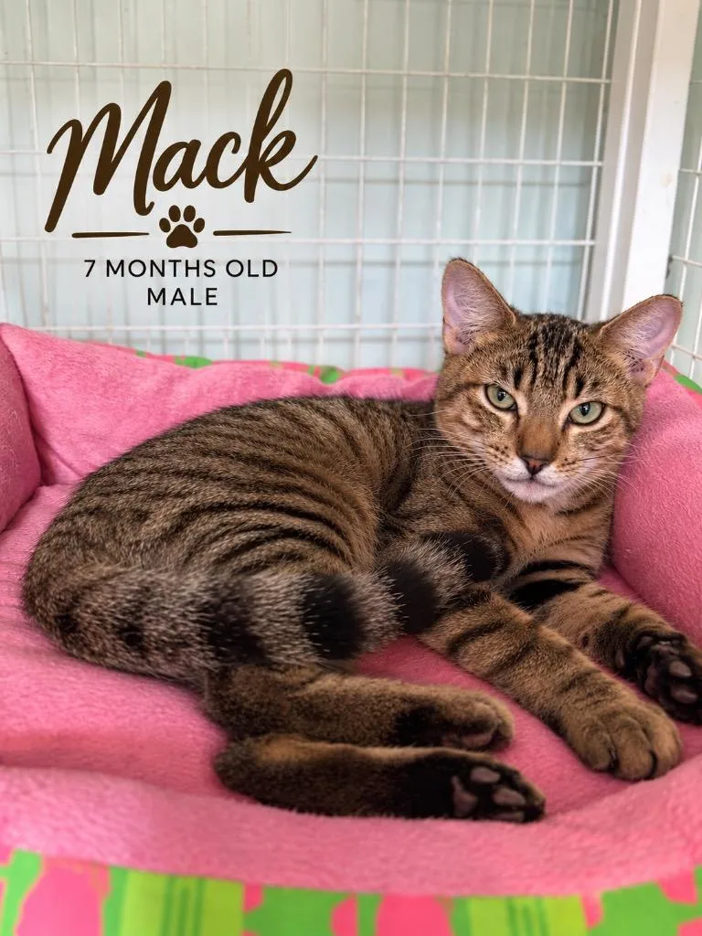 Mack thumbnail 3
