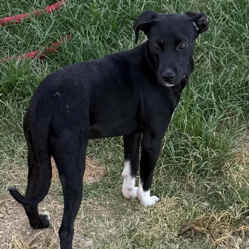 A baby medium-sized female Black Labrador Retriever dog named Hattie for adoption in Williston, VT