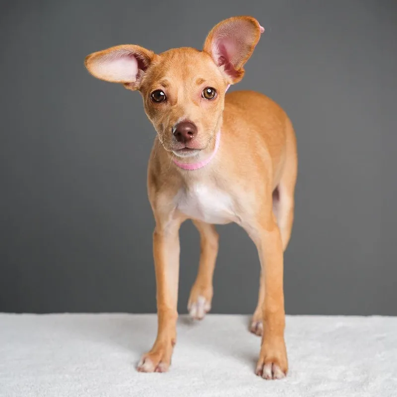 A baby small-sized male Yellow / Tan / Blond / Fawn Chihuahua dog named Takis for adoption in Palm Springs, CA