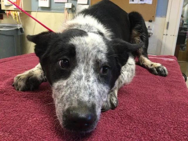 A young medium-sized female Australian Cattle Dog / Blue Heeler dog named Daisy for adoption in Riverside, CA