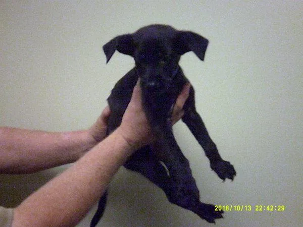 An adult small-sized male Labrador Retriever dog named Pen for adoption in Lawrenceville, GA