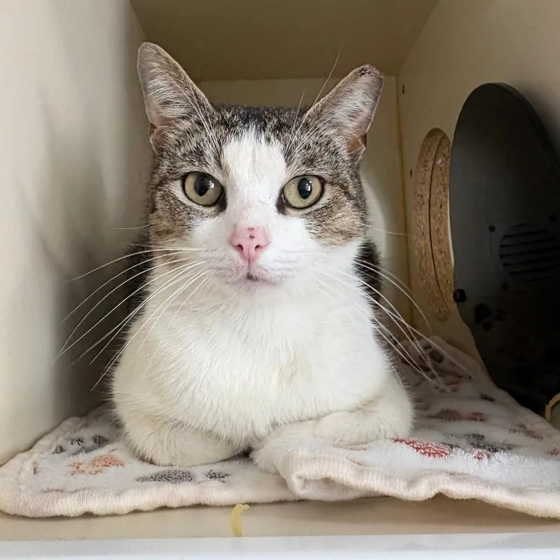 An adult medium-sized female Brown / Chocolate Domestic Short Hair cat named Ocean for adoption in Tulsa, OK